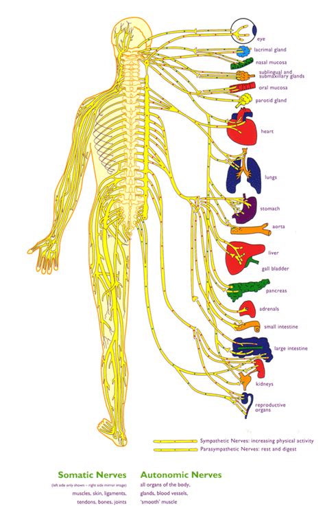 These two extremely important organs make cognition, sensation, movement and other physiological functions possible. Legatura intre chakre si organe | Desauron