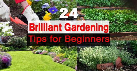 24 Gardening Tips For Beginners Balcony Garden Web