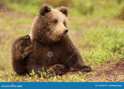 Cute Little Brown Bear Cub Stock Photos Image 10230373