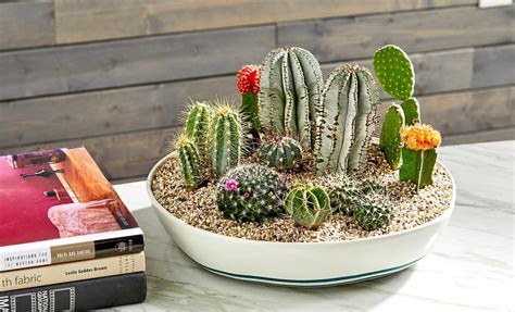 How To Make An Indoor Dish Garden Better Homes And Gardens