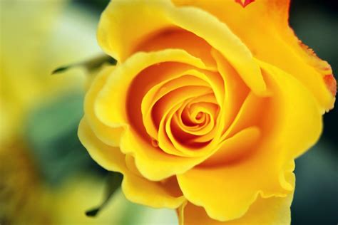 Yellow Rose Wallpapers High Quality Download Free