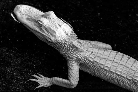Albino Alligator St Augustine Alligator Farm Zoological P Flickr