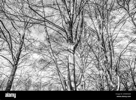 Black And White Trees The Netherlands Europe Stock Photo Alamy