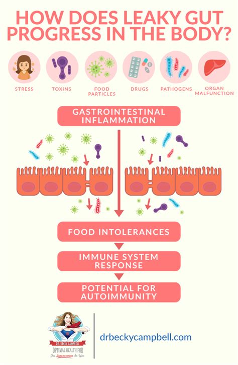 What Is Leaky Gut Leaky Gut Fast Facts Dr Becky Campbell