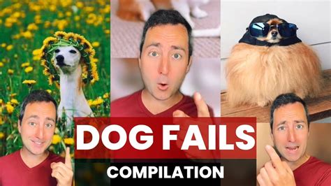 Dog Fails Compilation Taylor Nikolai Youtube