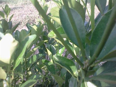 Musim hujan hujung tahun yang agak lebat setiap petang, membataskan aktiviti ana di kebun belakang rumah. MyGarden: Penjagaan dan Pemeliharaan Pokok Limau Kasturi