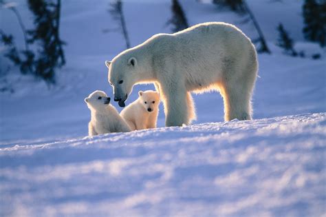 Mother And Cubs Polar Bear Photo Safari Arctic Kingdom