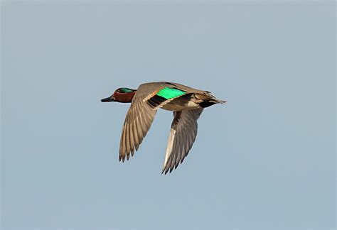 Green Winged Teal In Flight Photograph By Loree Johnson Pixels