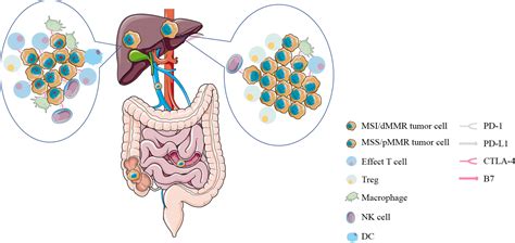 Frontiers Perspectives On Immunotherapy Of Metastatic Colorectal Cancer