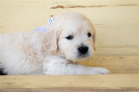 Current And Upcoming Litters — Taylormade Miniature Golden Retriever