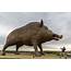 Woinic  The Largest Wild Boar In World France Blog About