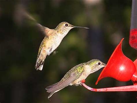 Check spelling or type a new query. Colorado Hummingbirds