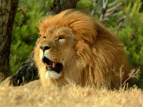Hd Wallpapers Blog: African Lion Wallpapers