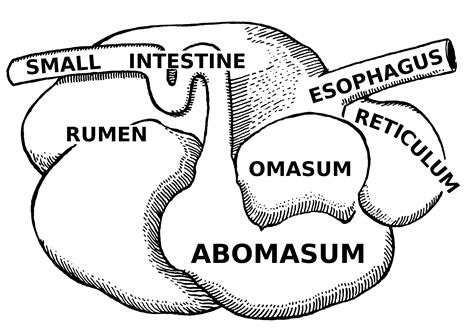 Meat, poultry, fish, eggs and dairy are all considered complete proteins. quick assignment on the digestive system and how the ...