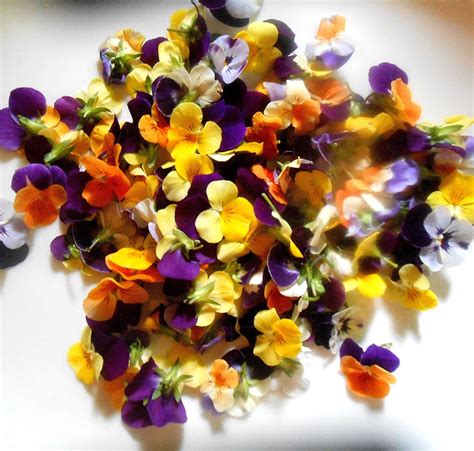 We did not find results for: EDIBLE FLOWERS VIOLAS Bright Color Collection Fresh ...