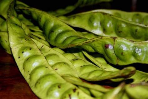 15 manfaat temulawak untuk kesehatan; 31 Manfaat Pete untuk Kesehatan Tubuh (#Bijak Sesuai ...