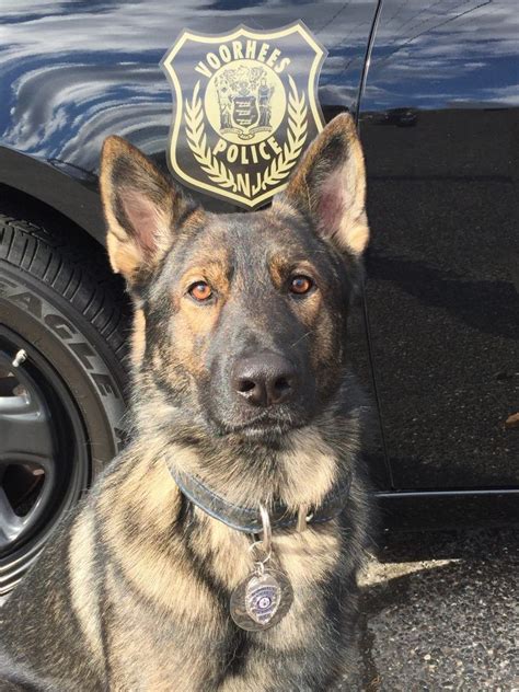 Voorhees Police Department K9s Ruck Maverick And Kane To Get Body