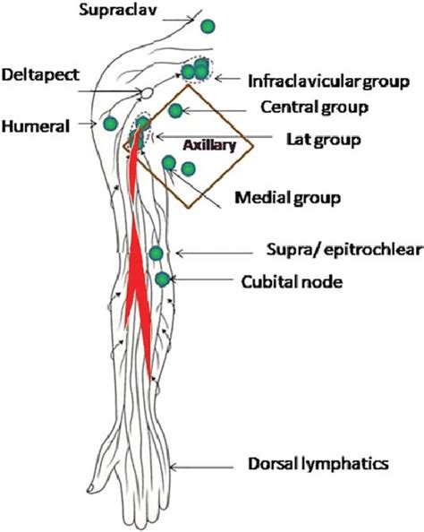 Lymph Nodes Locations Arm