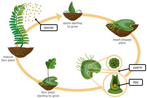 Life cycle of fern (pteridophyte) in 5 steps.starting with morphology of fern 1:19 life cycle of fernwhy life cycle called as heteromorphic alternation of. Natural Science for 5 and 6. : enero 2017