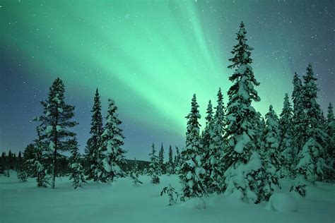 Aurora In A Frozen Forest In Kiruna Photograph By David Clapp Fine