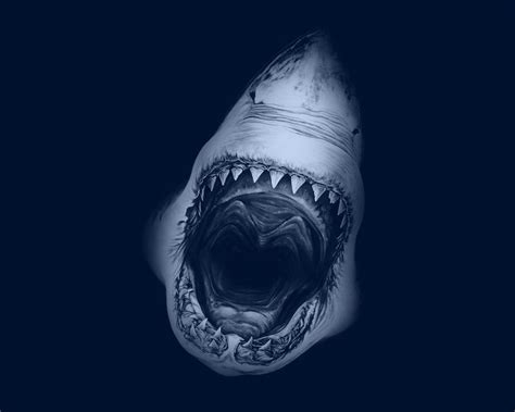 Free Download 1280x1024 Great White Shark Desktop Pc And