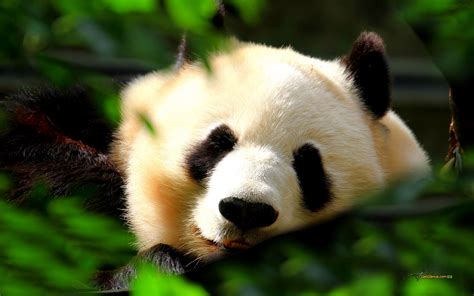 44 Panda Song Wallpaper Wallpapersafari