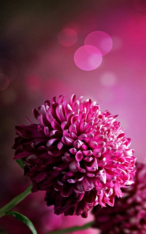 Dark Pink Chrysanthemum Wallpaper Iphone 2020 3d Iphone