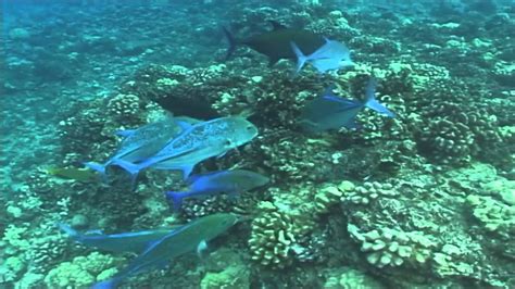 Best Hawaiian Reef Fish Frenzy Youtube