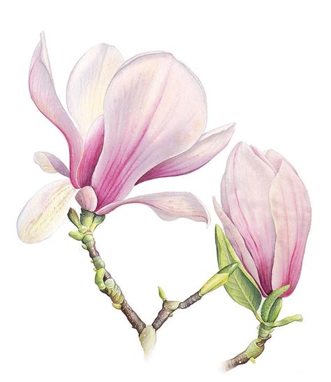 Magnolia Drawing at GetDrawings | Free download