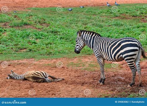 Baby Zebra With Mother Stock Photo Image 39083082