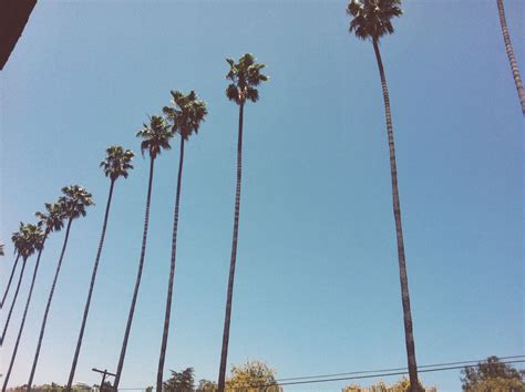 Palm Trees Los Angeles Los Angeles City Of Angels Angel