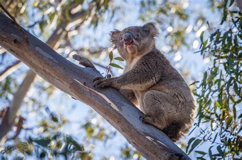 Portrait Of Koala Sitting On Tree Branch Photo Pathway Koala