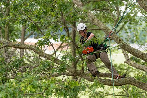 How I Do It: Bringing Arboriculture In-House or Subcontracting - National Association of 