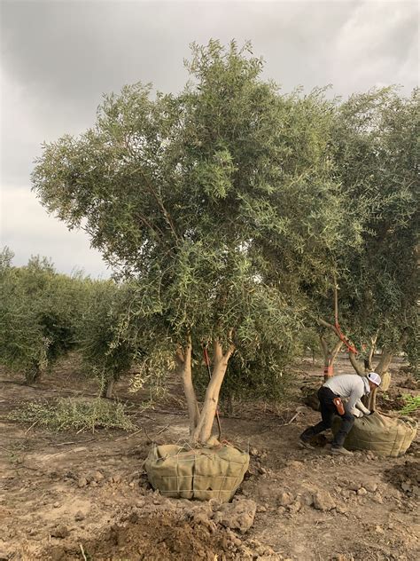 How To Plant An Olive Tree Olives Unlimited