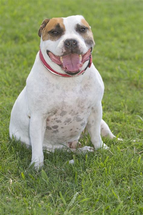 Caesar Medium Male English Staffordshire Bull Terrier X American