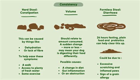 What Should A Healthy Dogs Poop Look Like A Comprehensive Guide