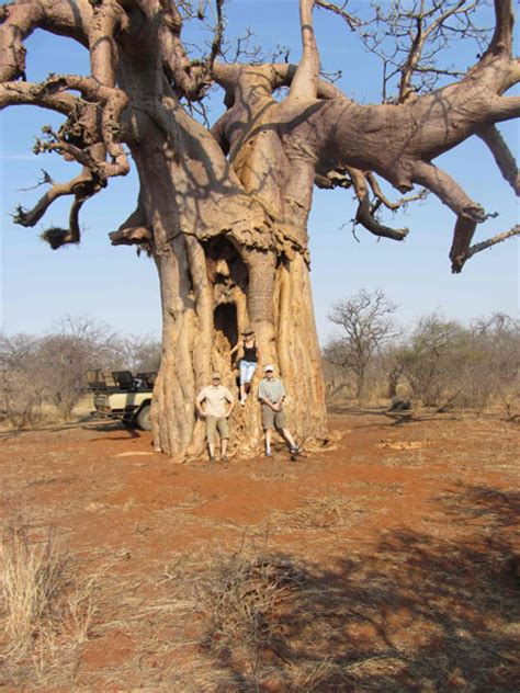 Growing fruit trees in south africa is worth the effort. 9 fascinating baobab tree facts - Africa Geographic