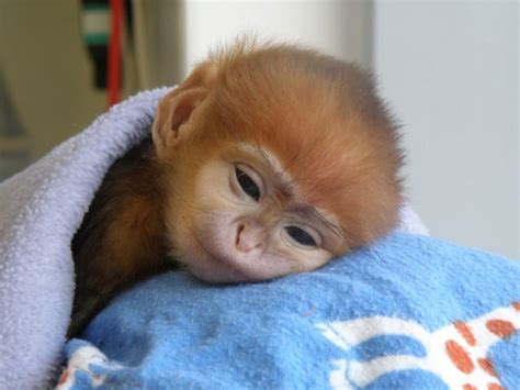 Cute Little Monkey Animals Pinterest