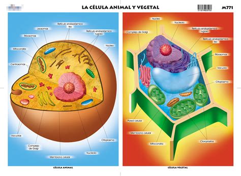 La Mochila De Bea Célula Animal Y Vegetal