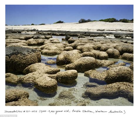 The Oldest Living Things In The World Book Stunning Pictures Of 2000