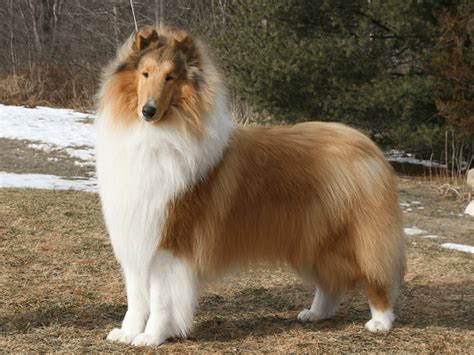 Rough Collie Dog Breed Ukpets