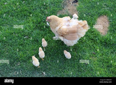 Mother Hen And Chicks Hi Res Stock Photography And Images Alamy