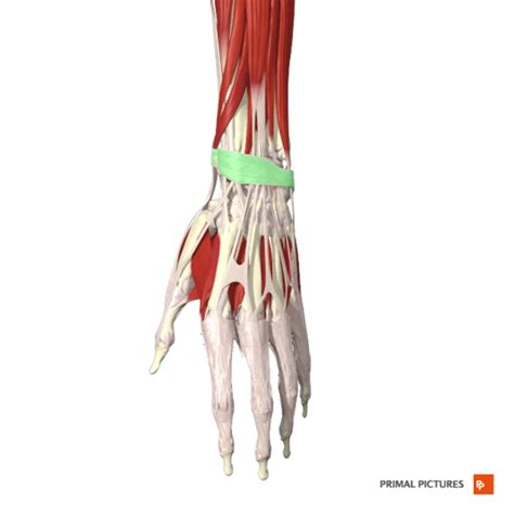Extensor Tendon Injuries Of The Hand Physiopedia