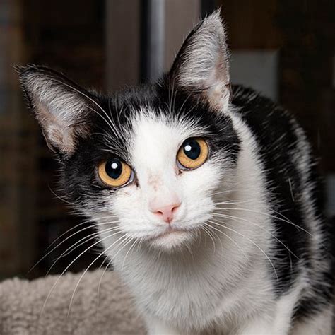 168 просмотров 5 лет назад. Nashville Cat Rescue on Twitter: "Mama: A forever home is ...