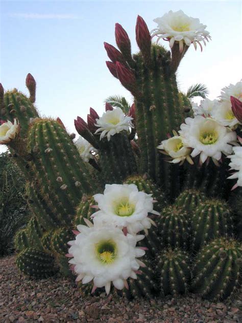 Cactus And Cactus Flowers Photos From Phoenix Arizona