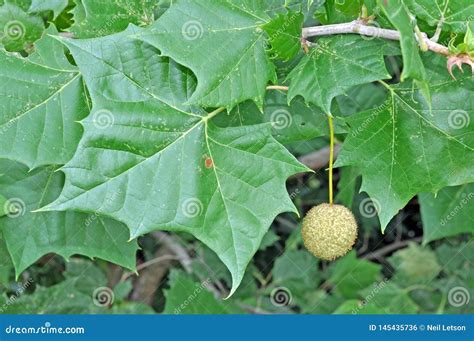 Tree Identification American Sycamore Tree Leaf Stock Photo Image Of