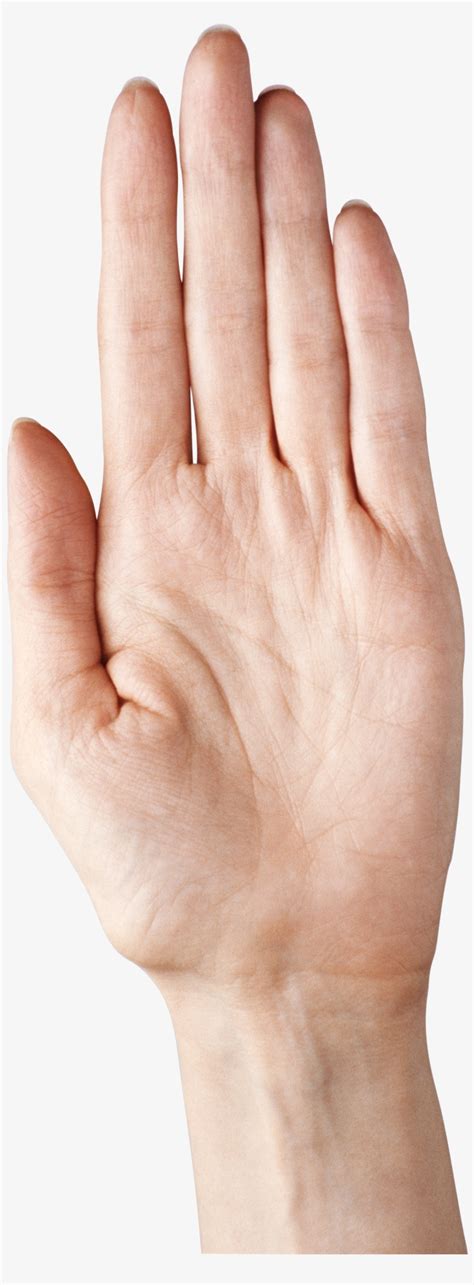 Hand Showing Five Fingers Png Clipart Picture Five Fingers Hand Png Transparent PNG