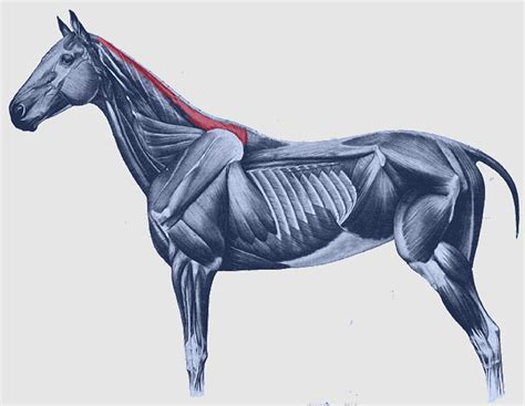 Longus Capitis Muscle Muscular System Of The Horse Spinalis Splenius