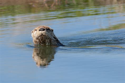 River Otter Nebraska Game And Parks Commission