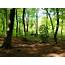 Woodland For Sale Beech Grove Woodcote Oxfordshire 154 Acres Of 